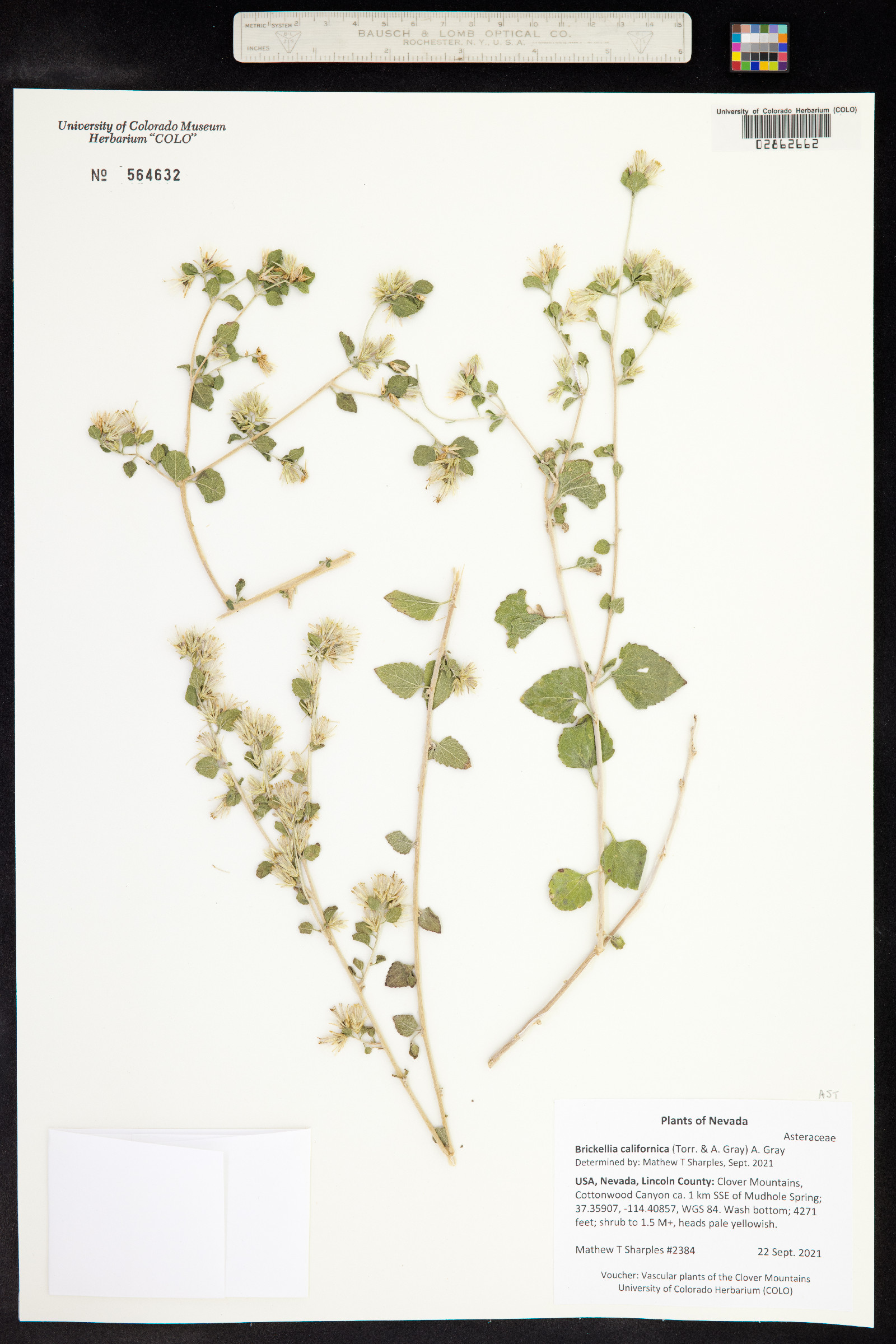 Brickellia californica image