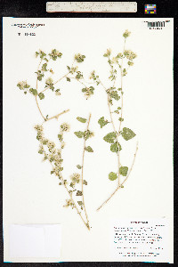 Brickellia californica image