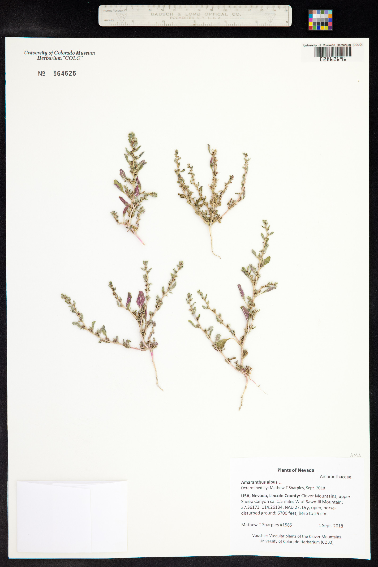 Amaranthus albus image