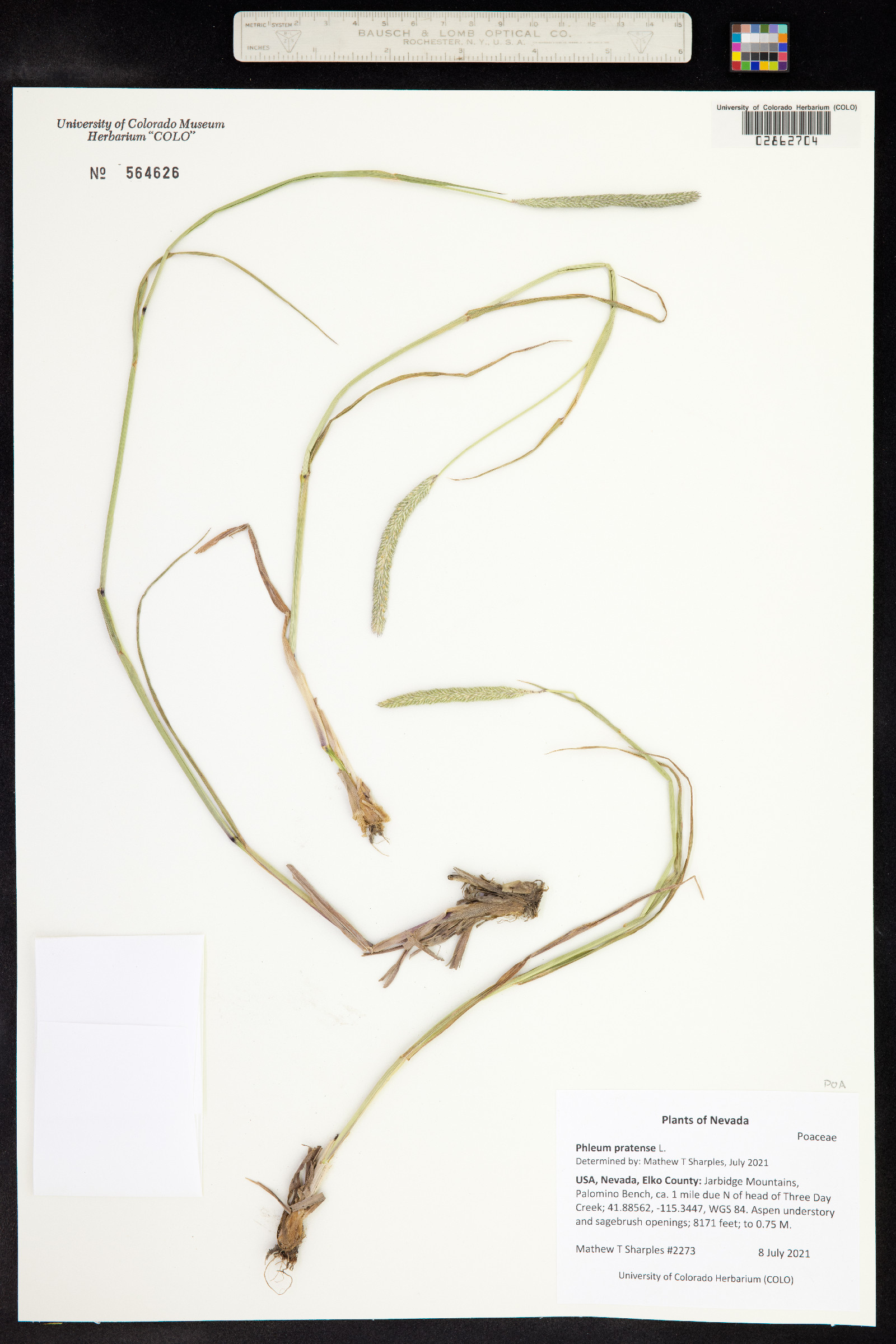 Phleum pratense image