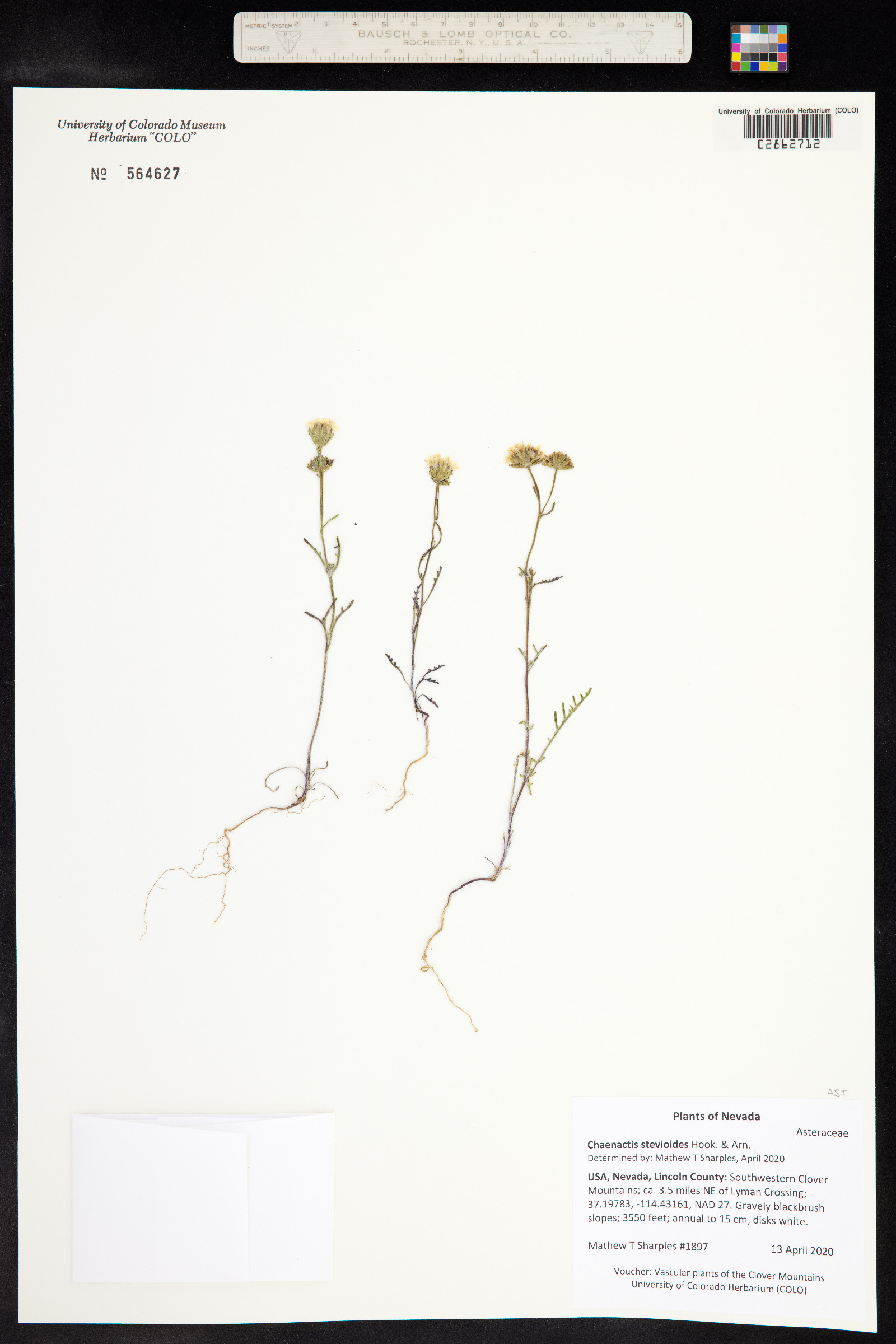 Chaenactis stevioides image