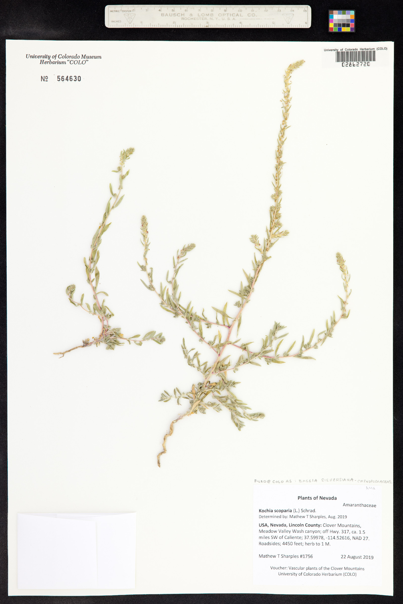 Kochia scoparia ssp. scoparia image