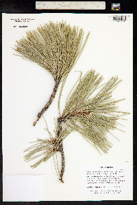 Pinus ponderosa image
