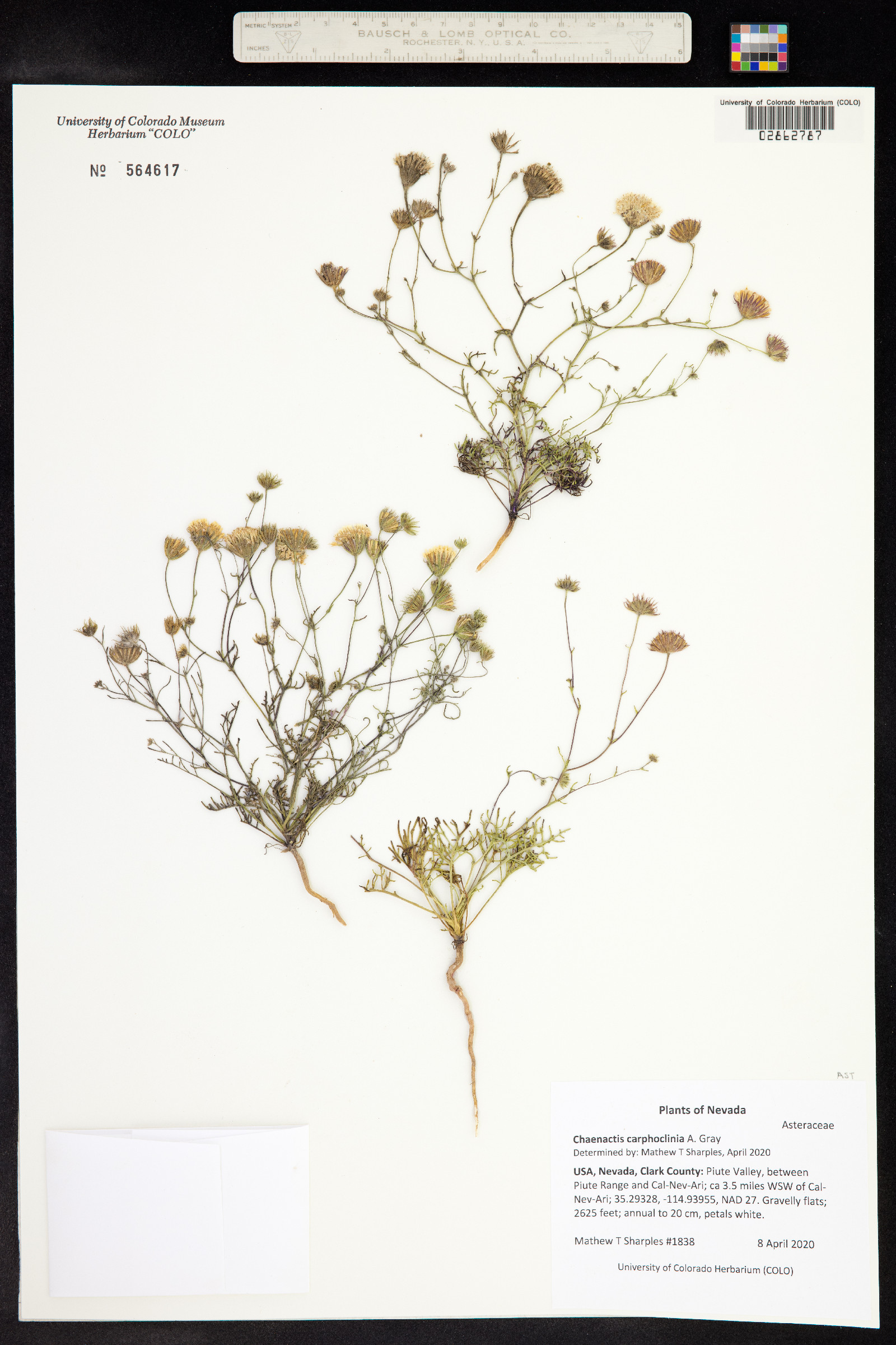 Chaenactis carphoclinia image