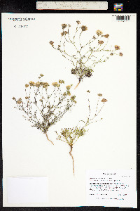Chaenactis carphoclinia image