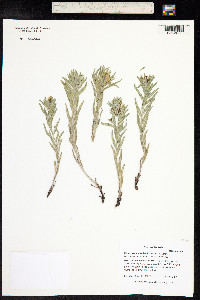 Lithospermum ruderale image