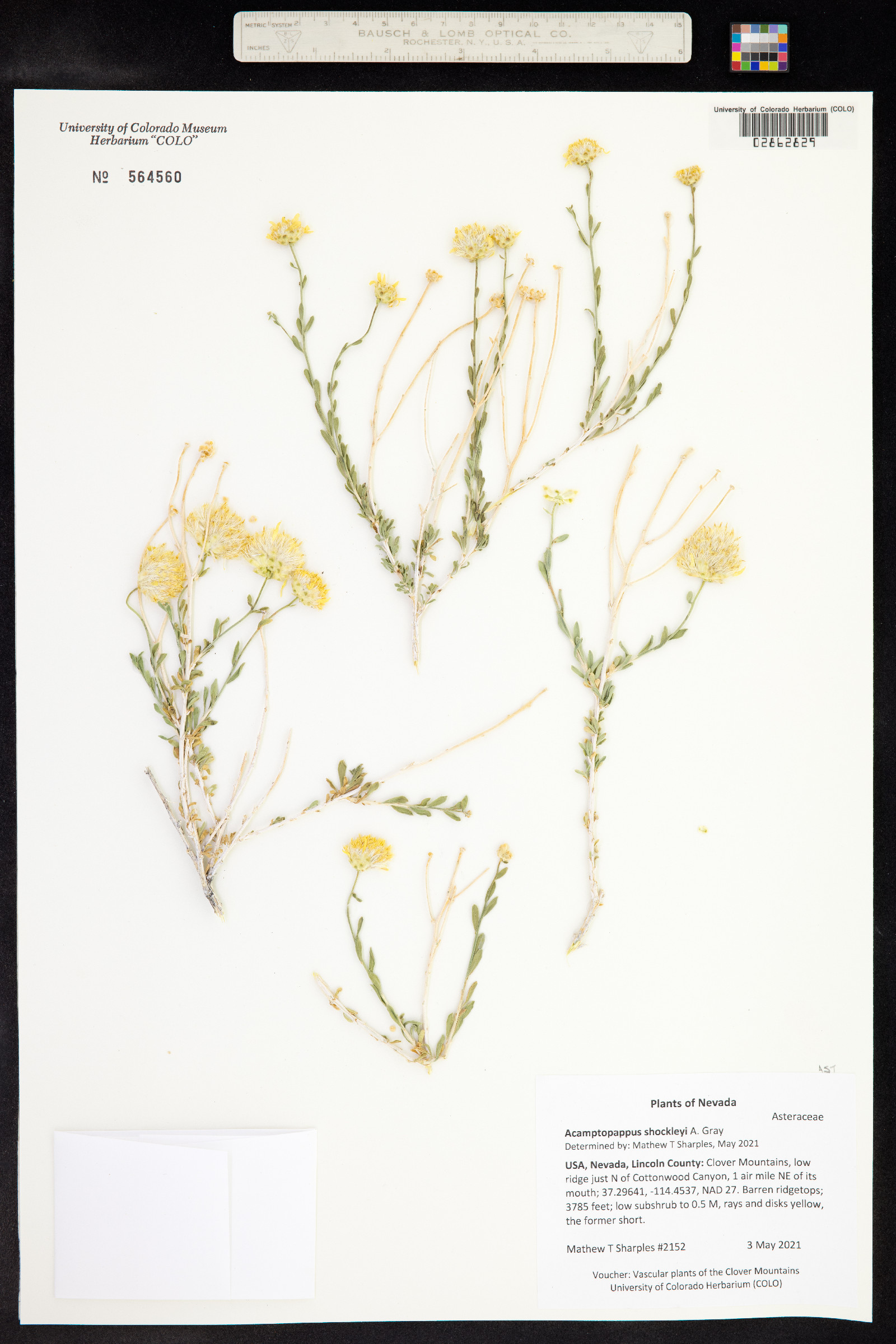 Acamptopappus shockleyi image