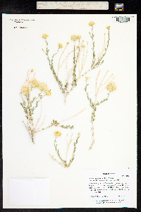 Acamptopappus shockleyi image