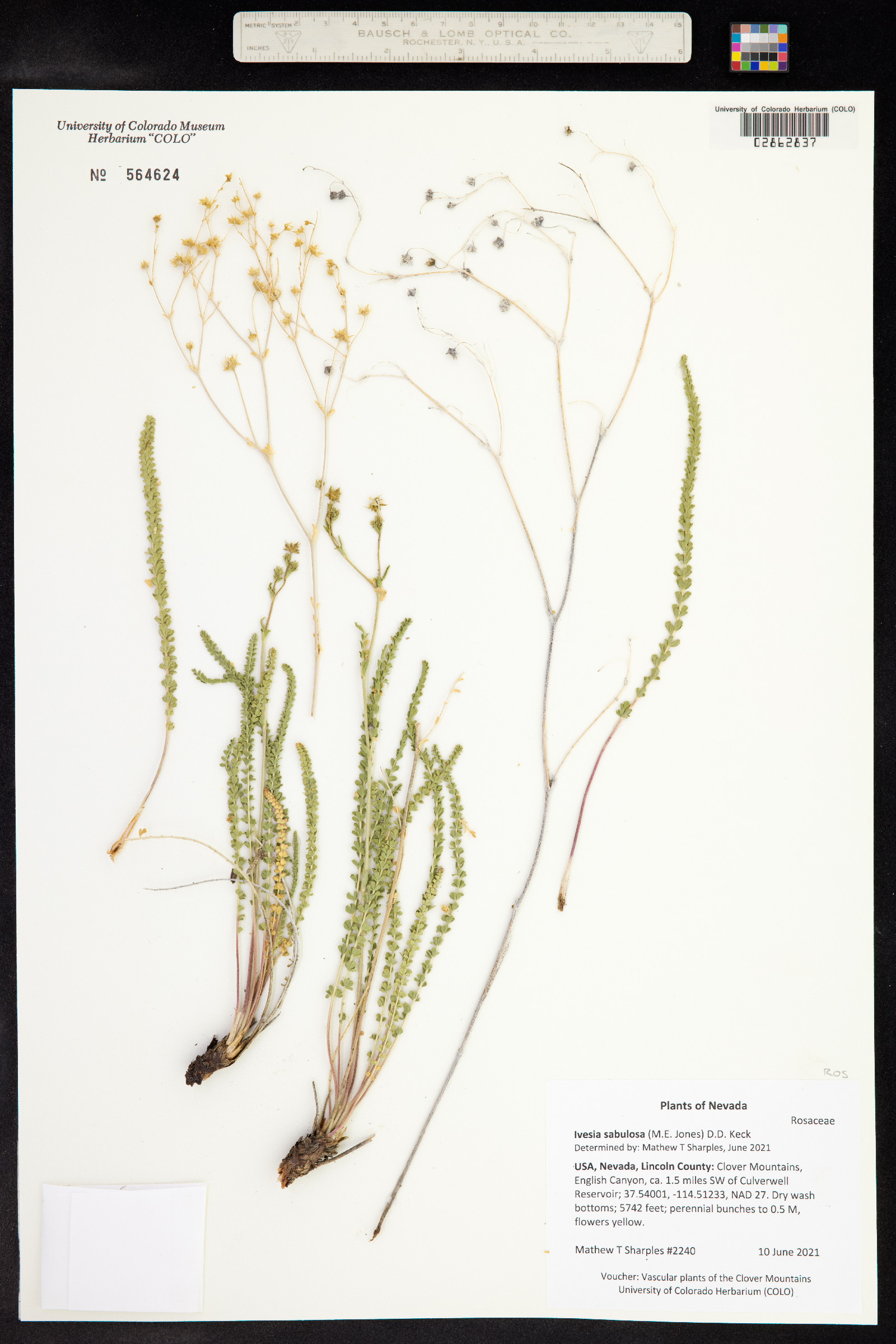 Ivesia sabulosa image