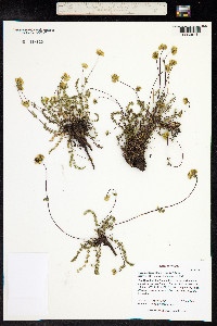 Ivesia gordonii image