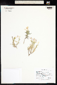 Phlox longiflora image