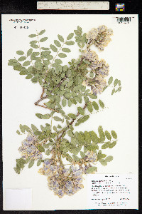 Robinia neomexicana image