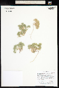 Cryptantha circumscissa image