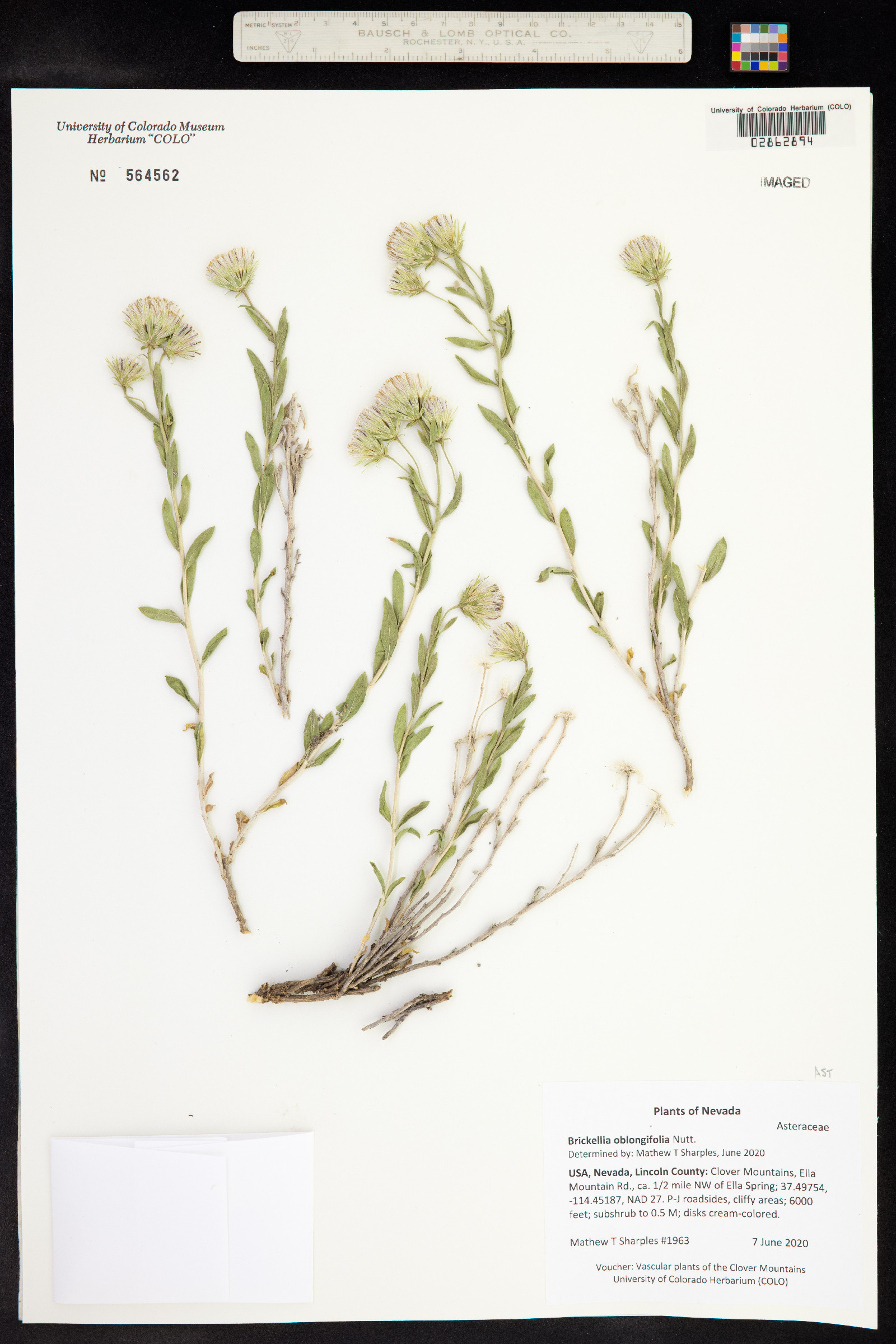 Brickellia oblongifolia image
