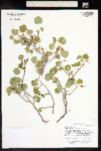 Ribes cereum image