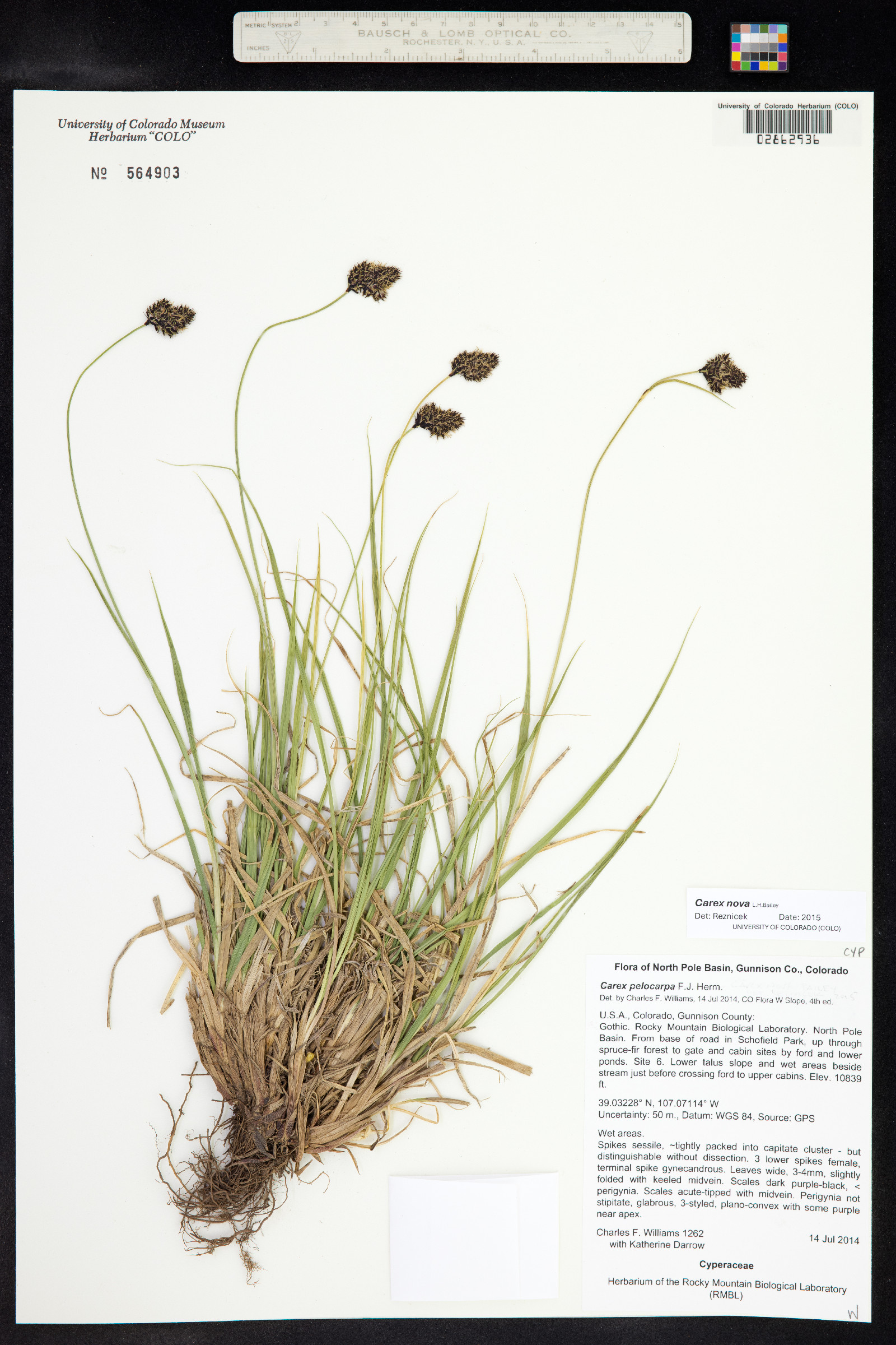 Carex nova image