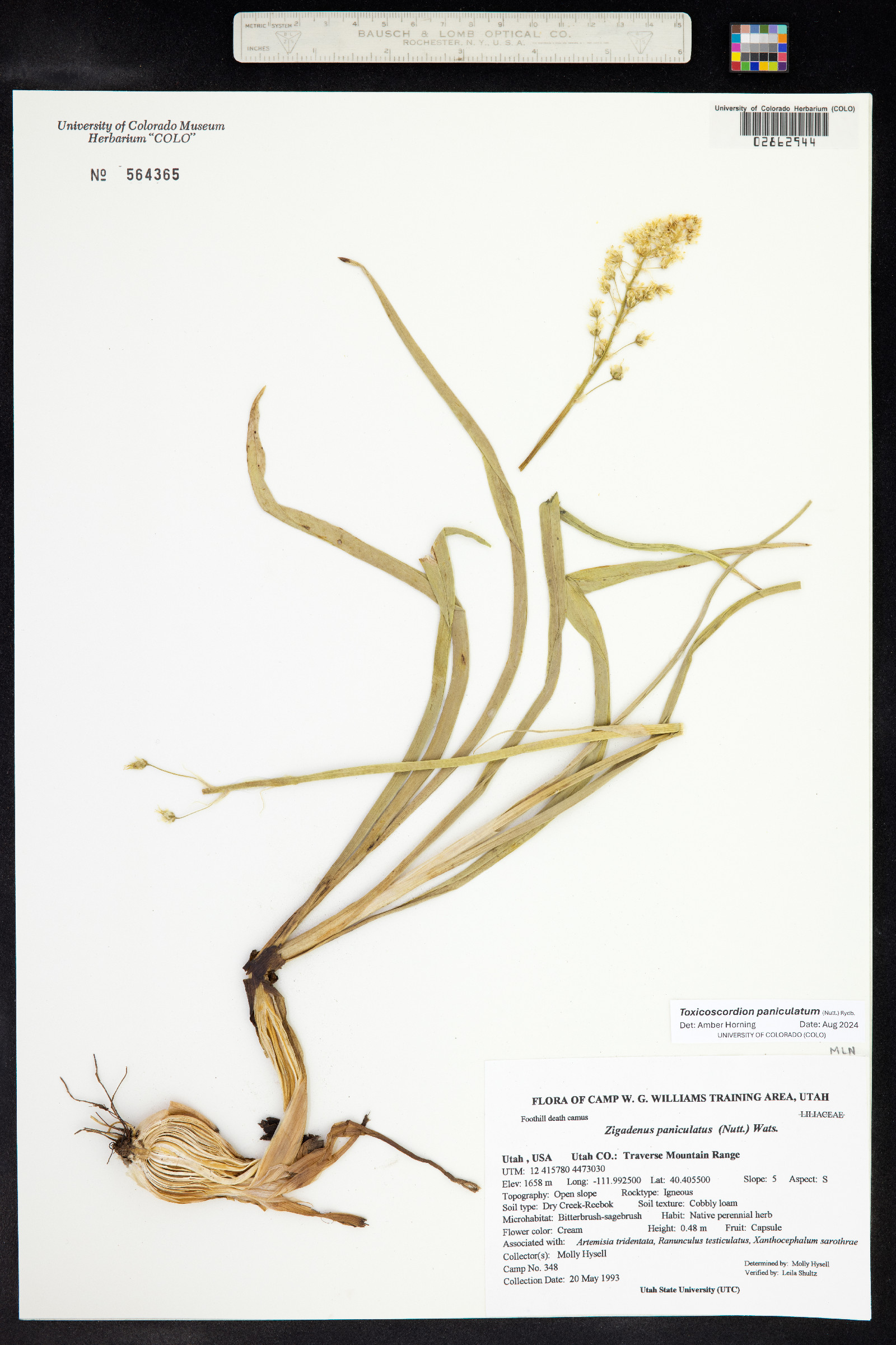 Toxicoscordion paniculatum image