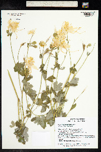 Aquilegia chrysantha image