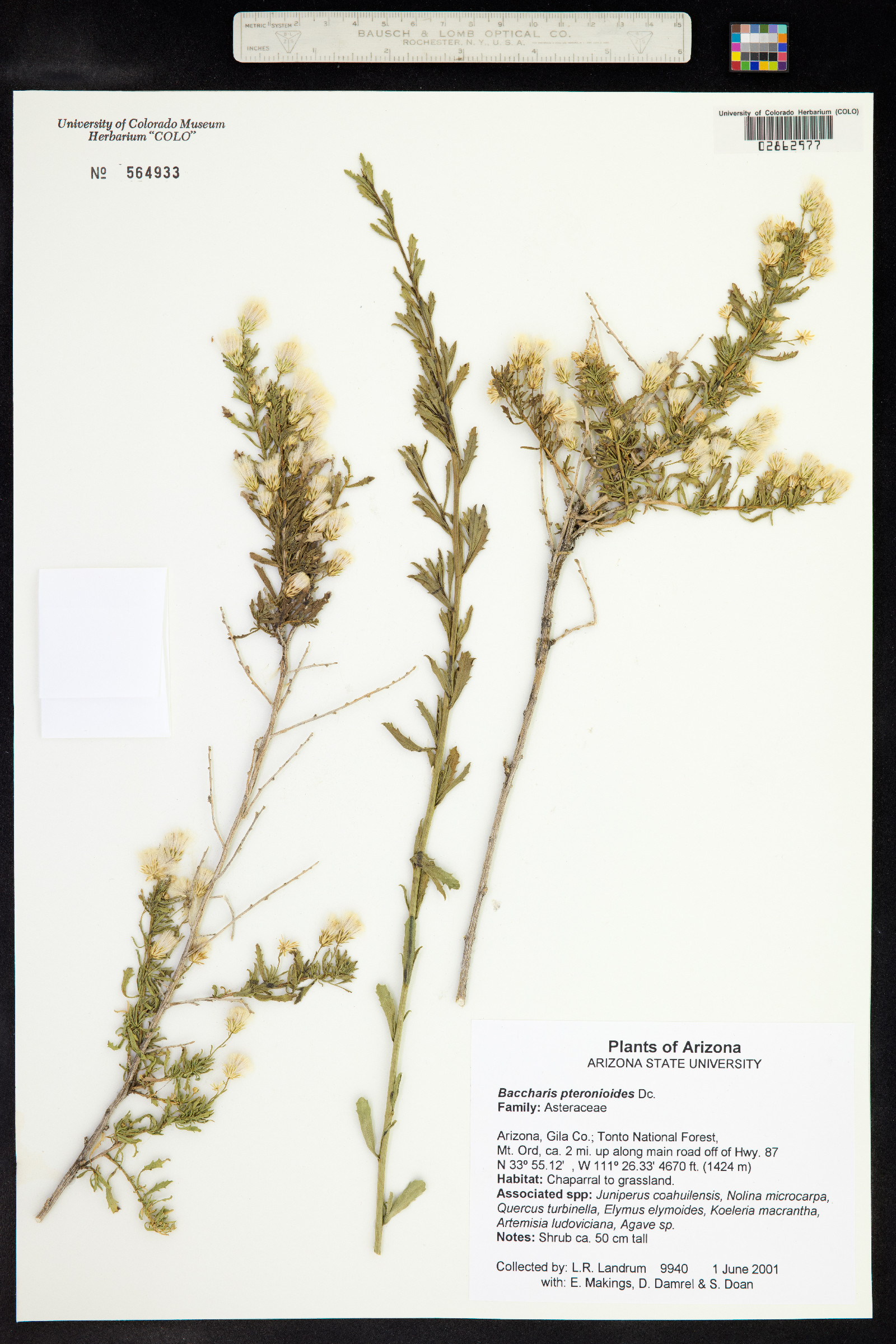 Baccharis pteronioides image