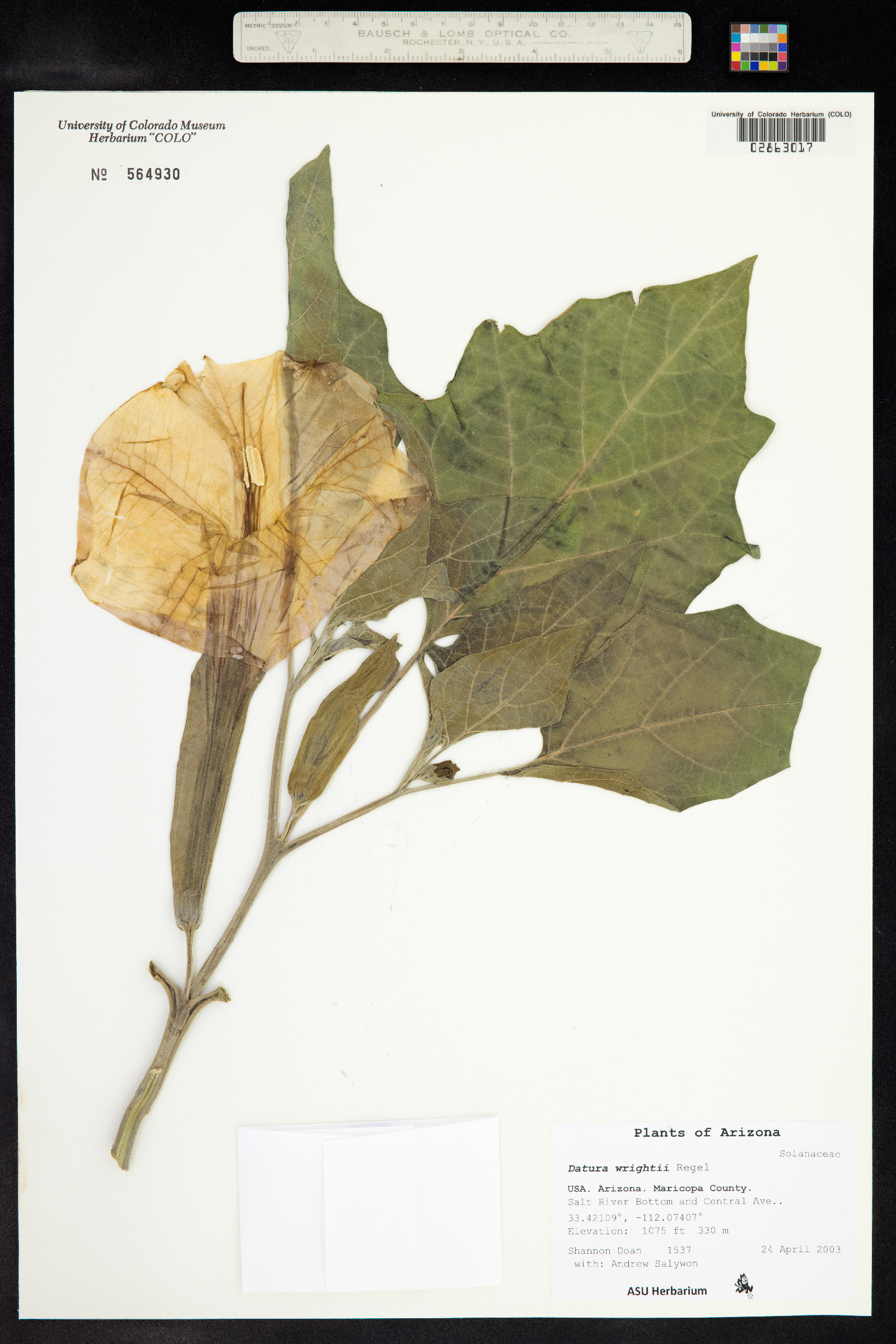 Datura wrightii image