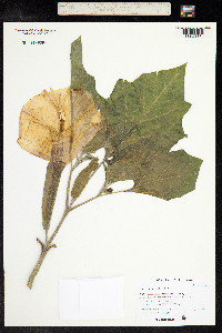 Datura wrightii image
