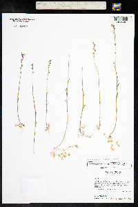 Nuttallanthus texanus image