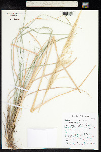 Muhlenbergia emersleyi image