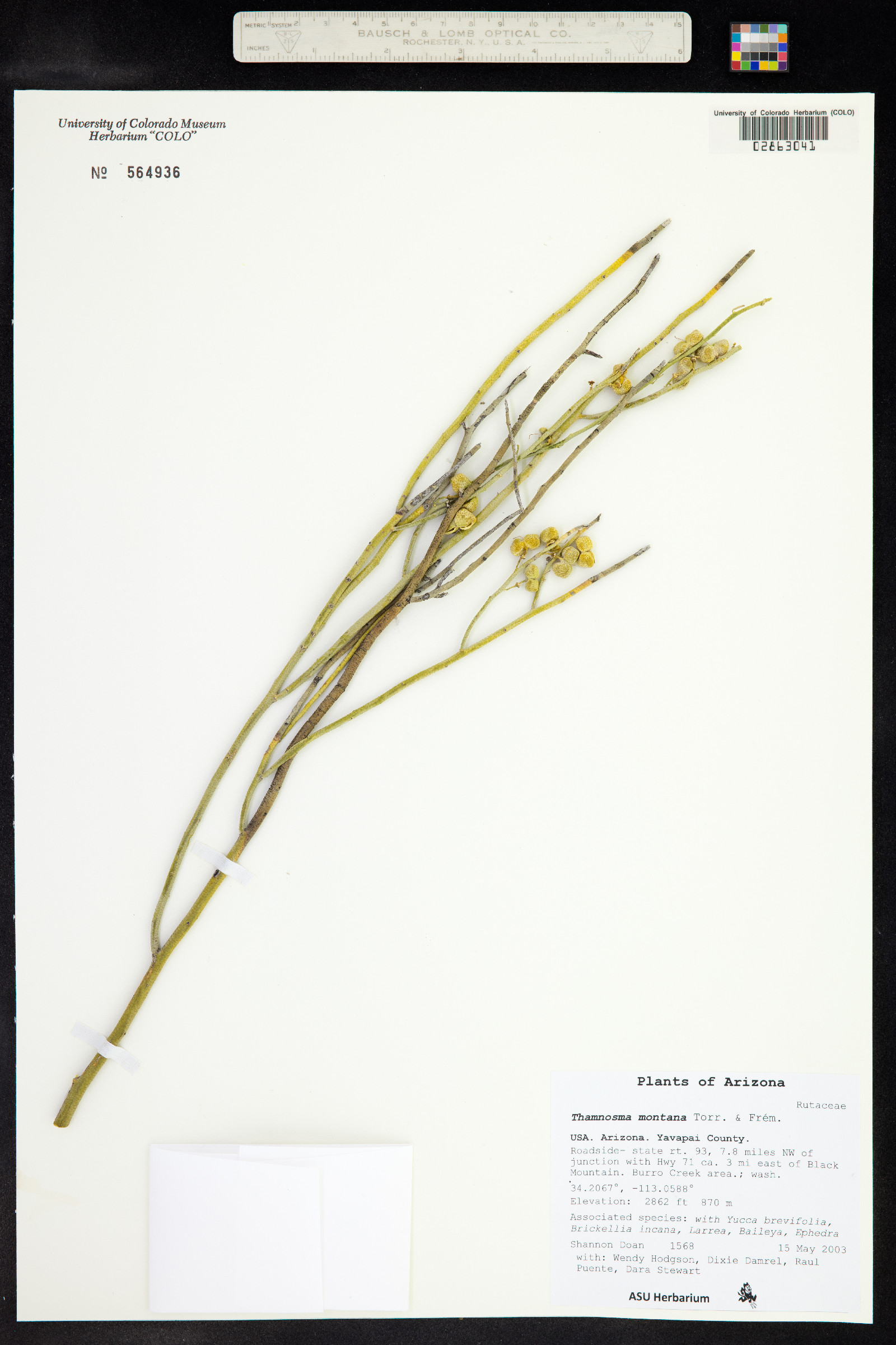 Thamnosma montana image