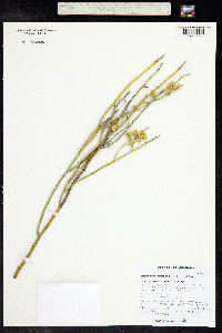 Thamnosma montana image