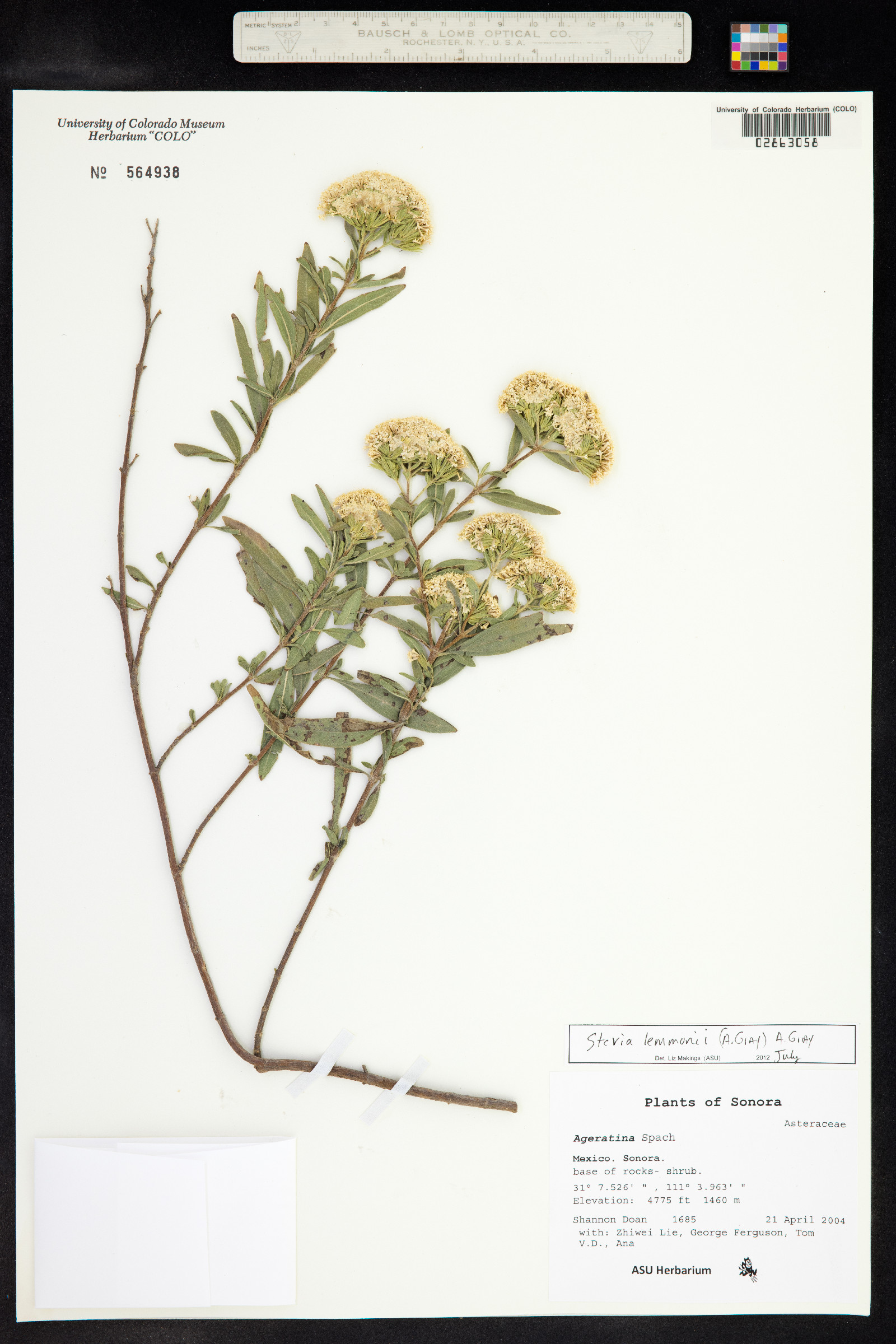 Stevia lemmonii image