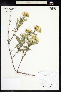 Stevia lemmonii image