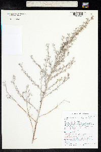Artemisia ludoviciana subsp. mexicana image