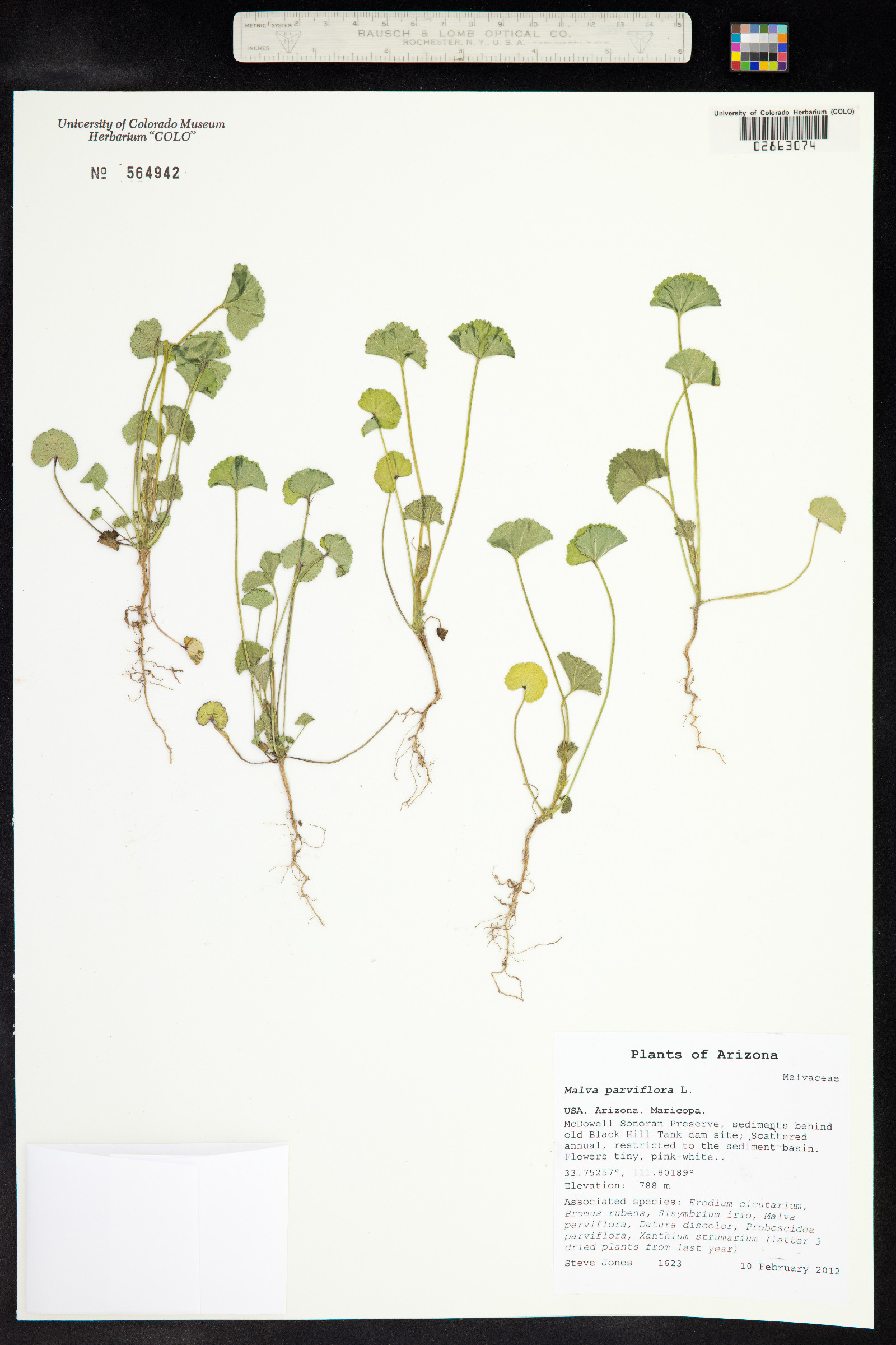 Malva parviflora image
