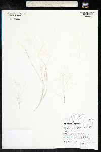 Muhlenbergia porteri image