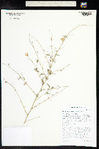 Abutilon incanum image