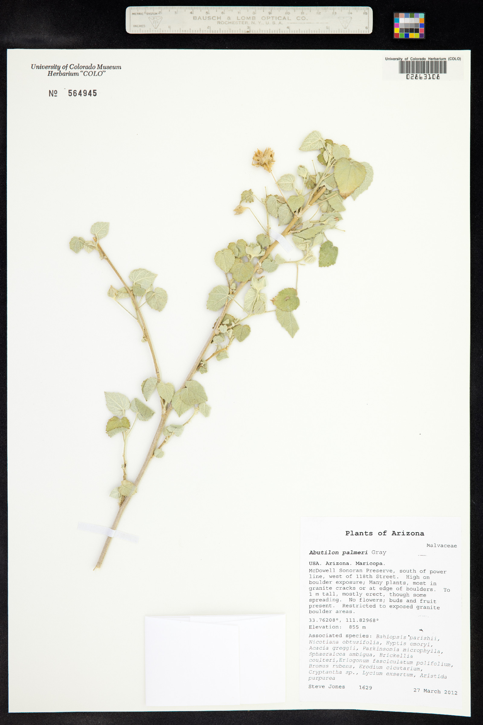 Abutilon palmeri image