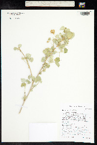 Abutilon palmeri image
