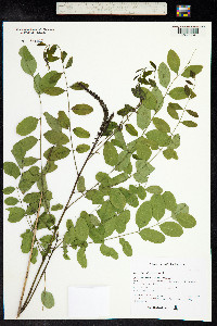 Amorpha fruticosa image