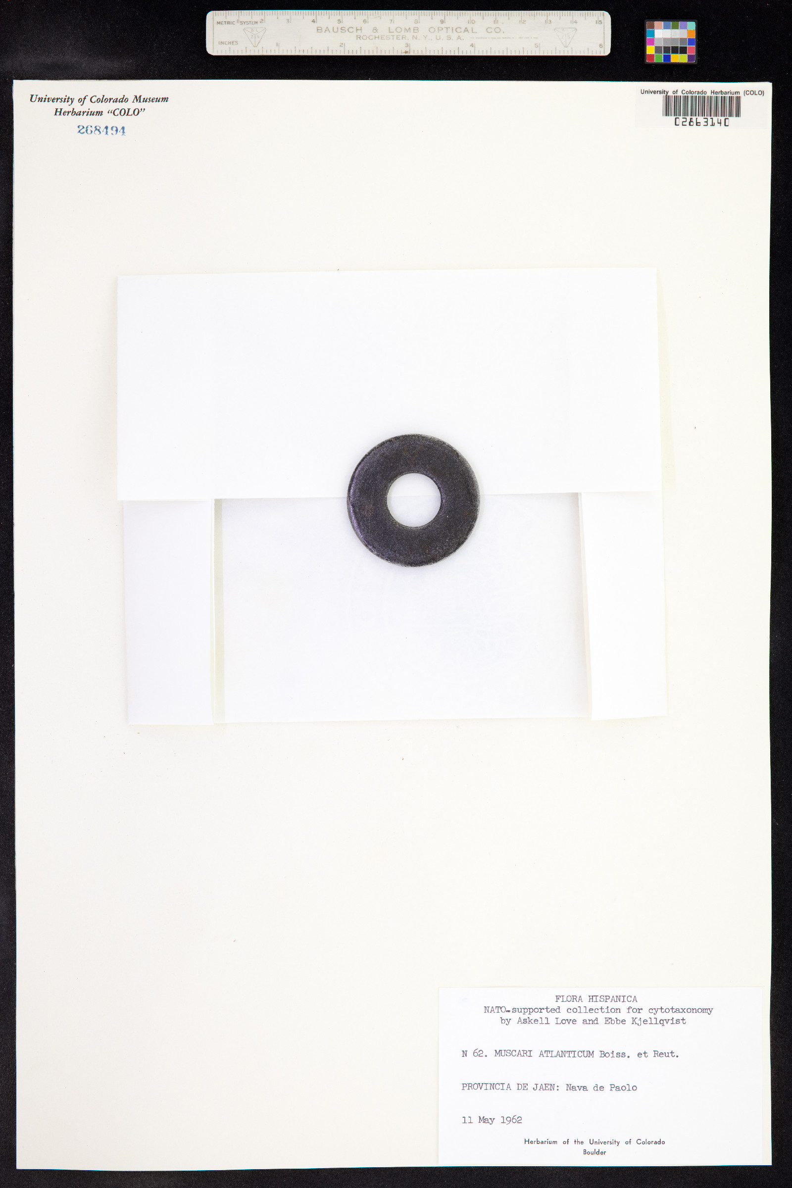 Muscari neglectum image