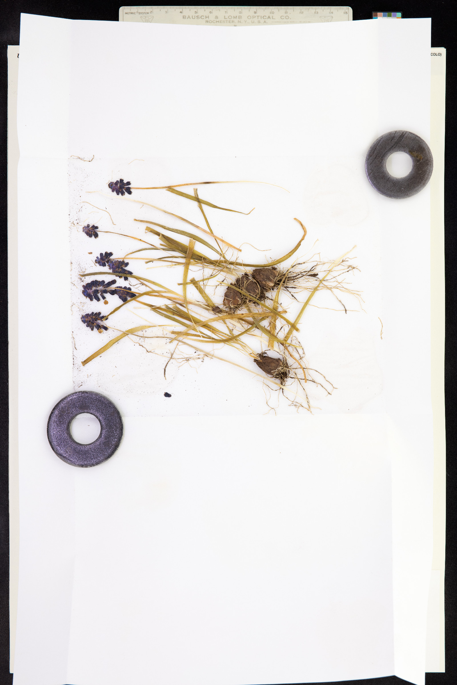 Muscari neglectum image