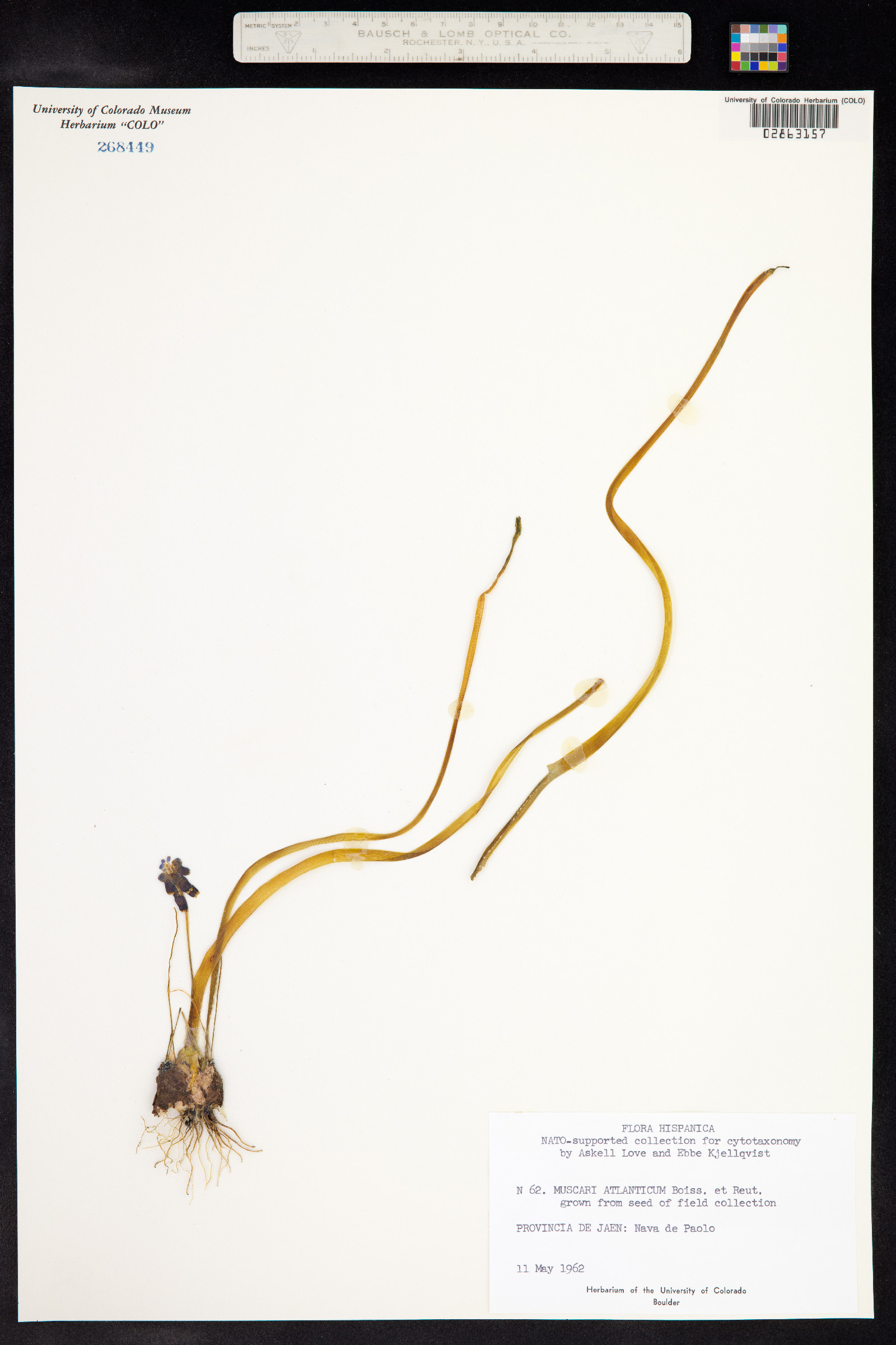 Muscari neglectum image