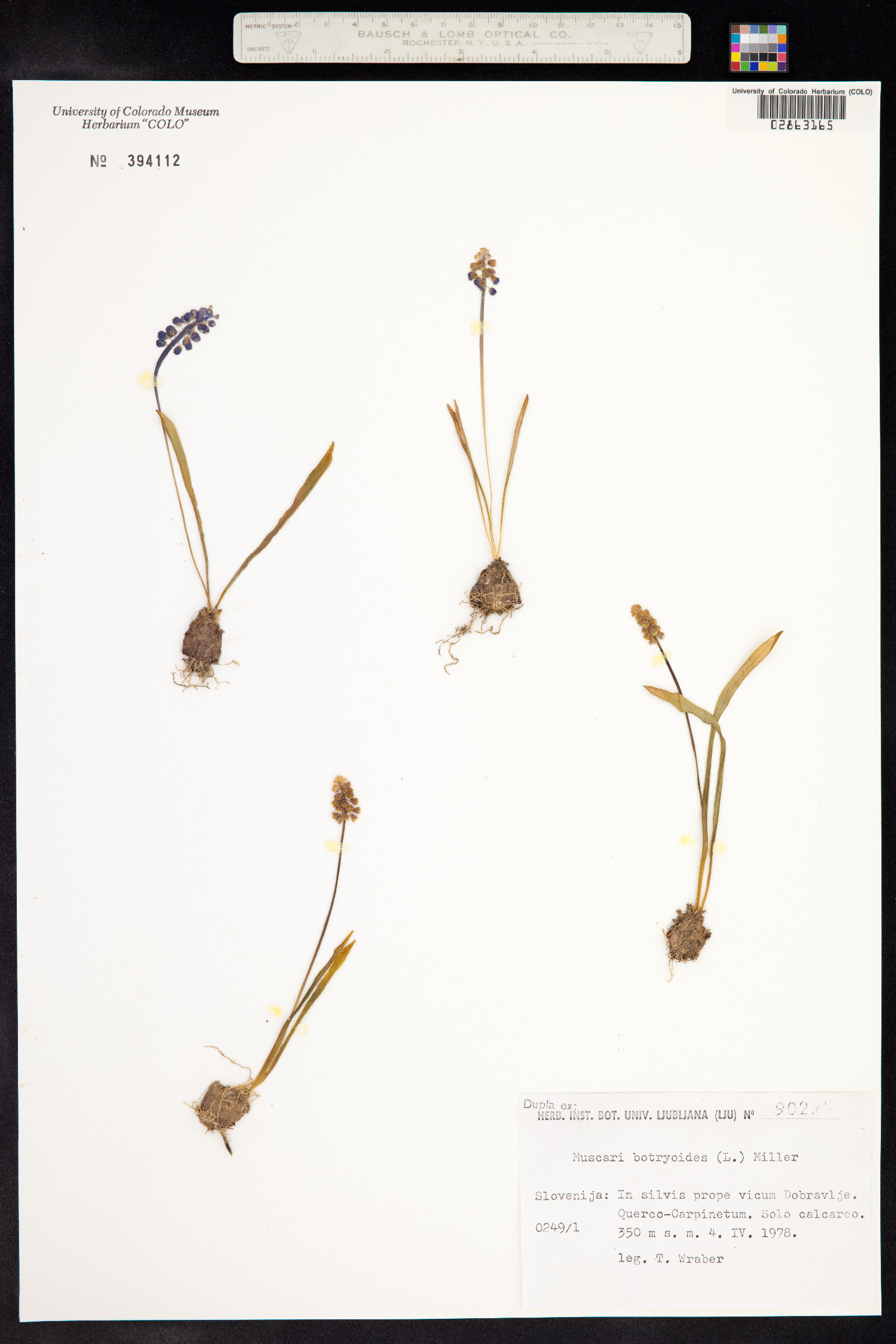 Muscari botryoides image