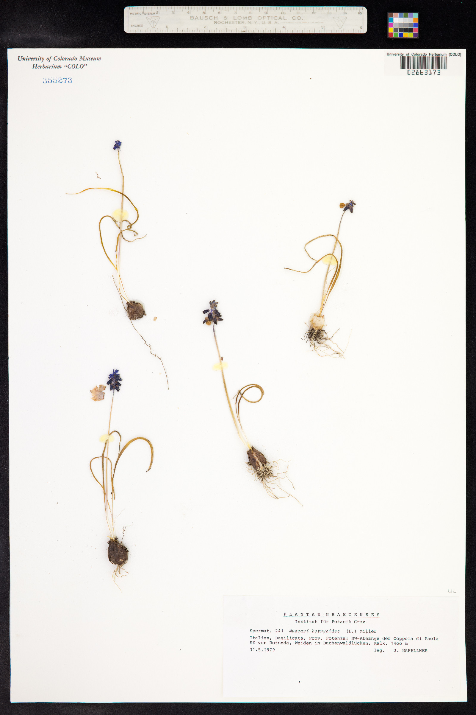 Muscari botryoides image