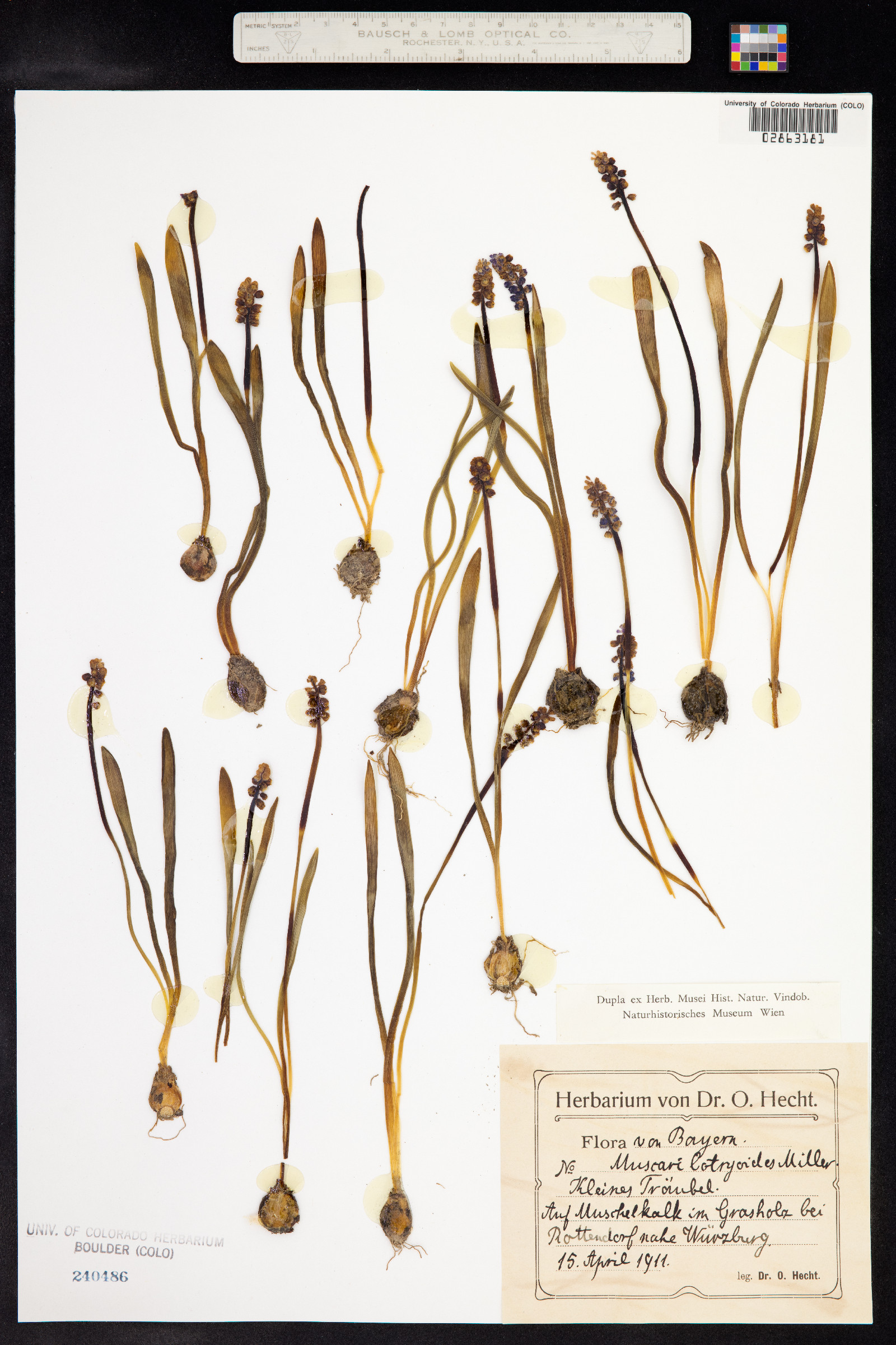Muscari botryoides image