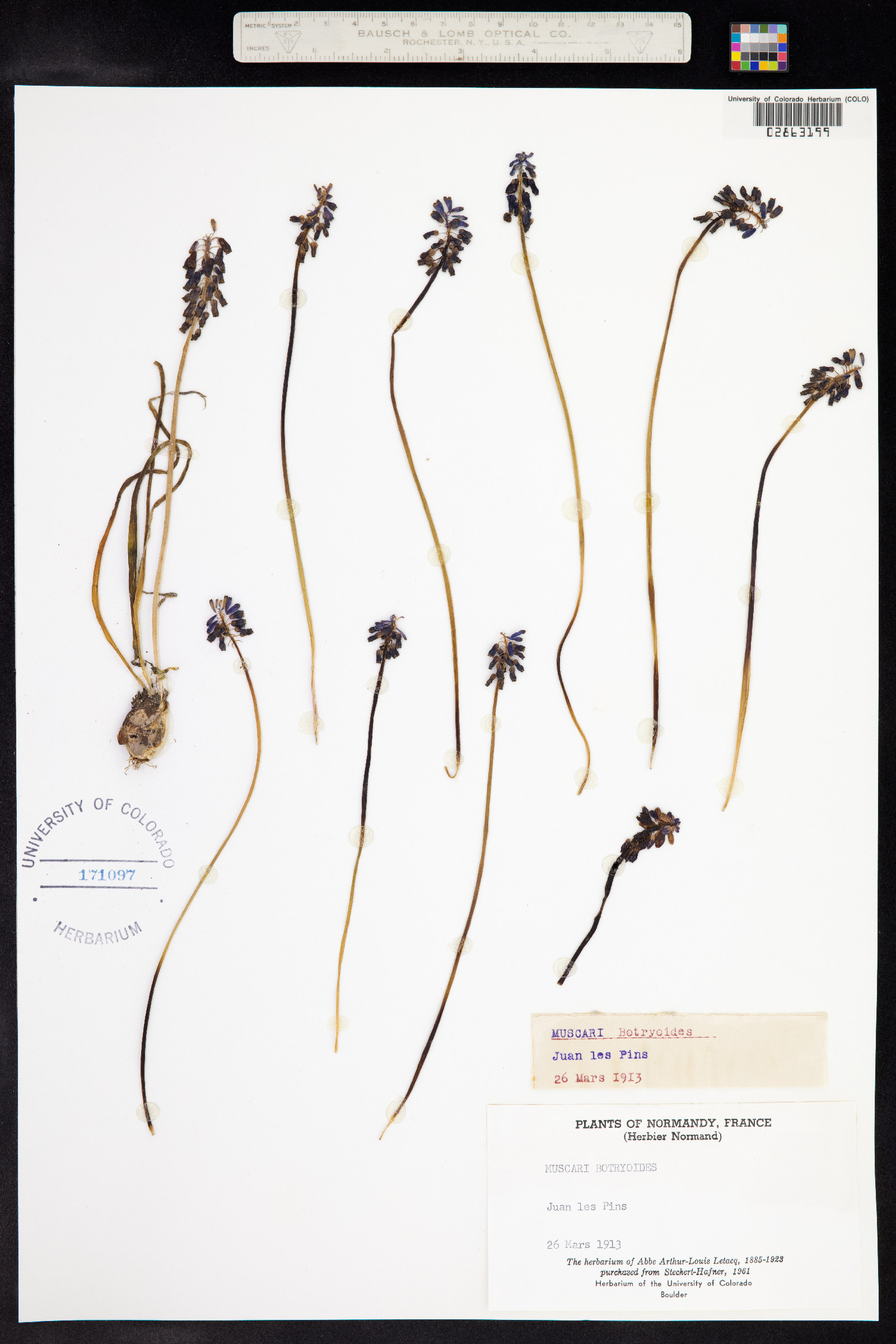Muscari botryoides image