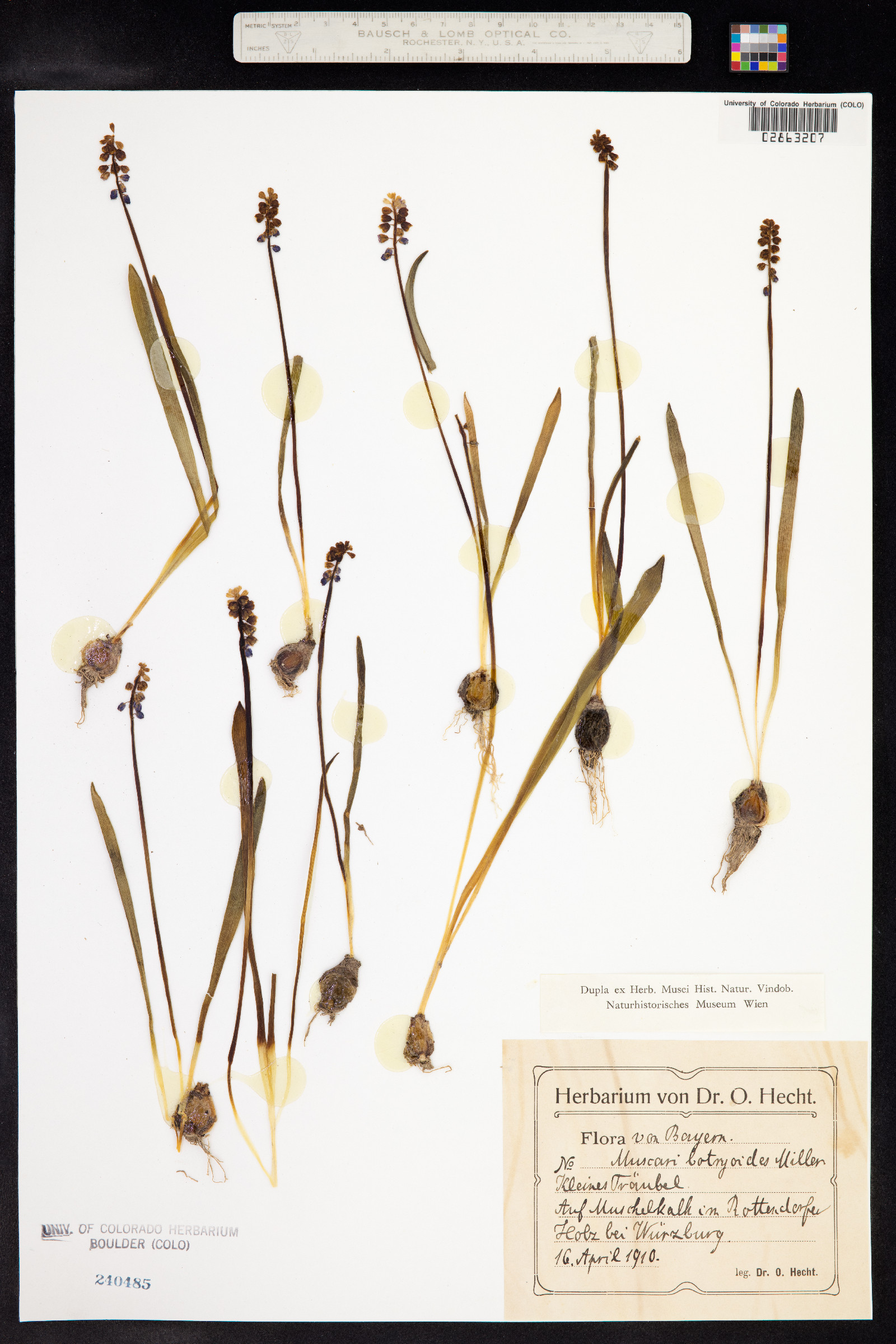 Muscari botryoides image