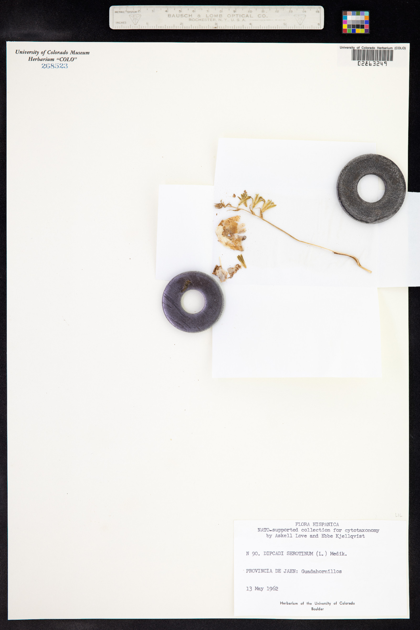 Dipcadi serotinum image
