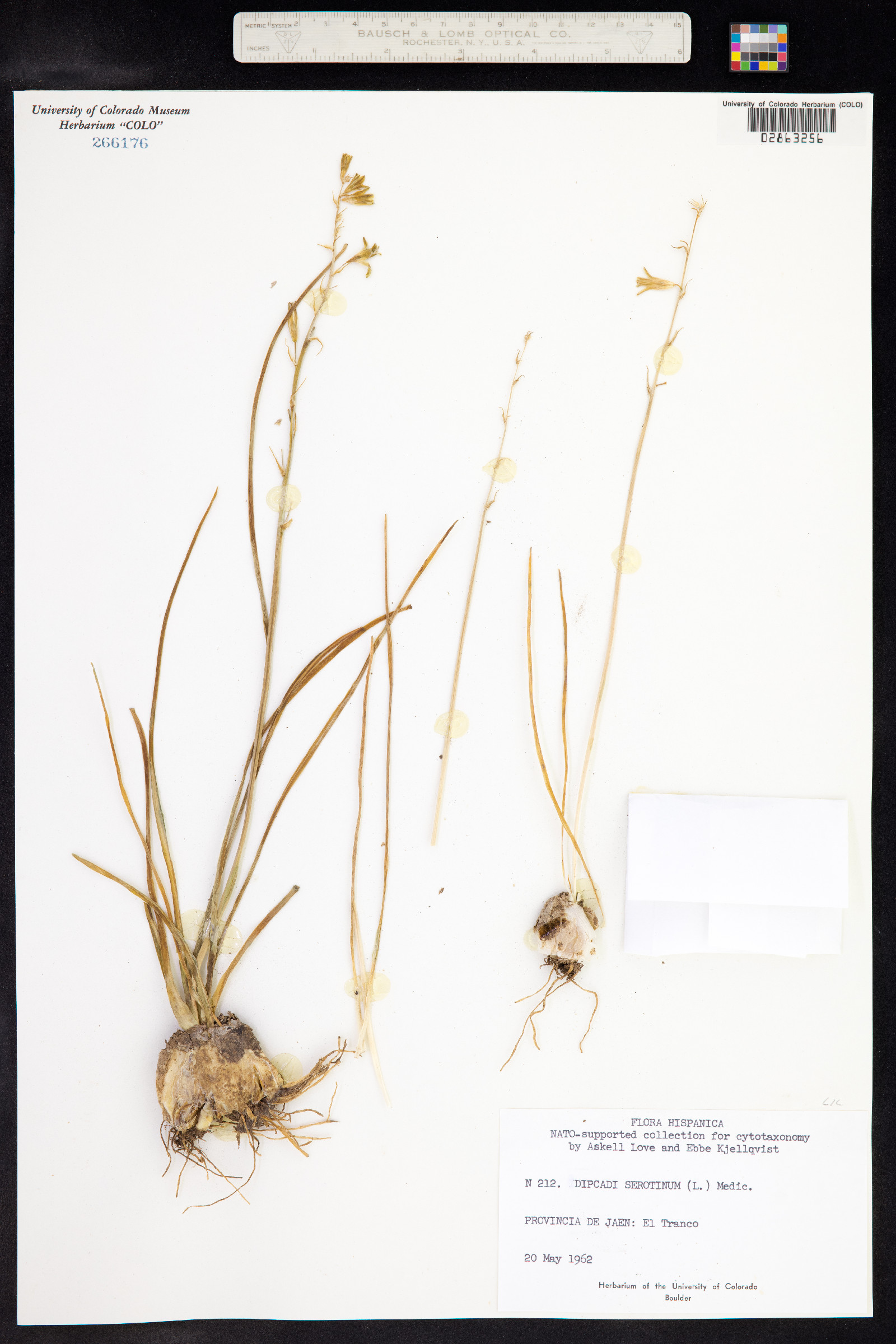Dipcadi serotinum image