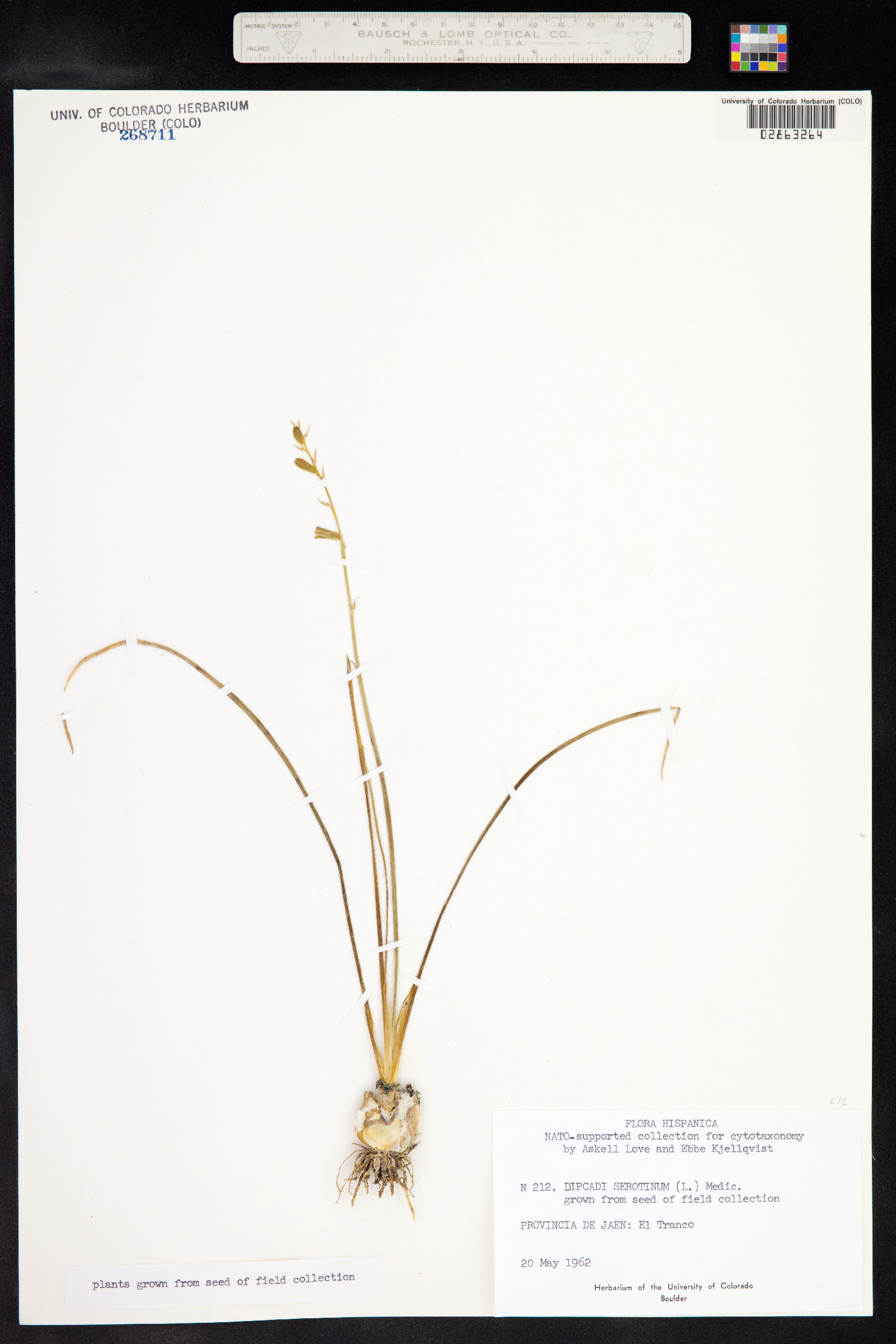 Dipcadi serotinum image