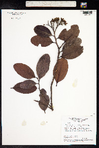 Vantanea obovata image